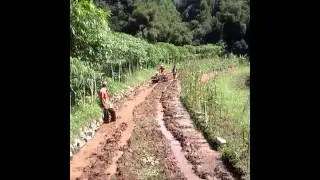 Quik capung rawa bembajak sawah