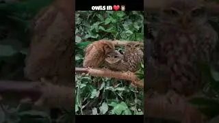 owls in love ❤️ #owls #owl #love #shortsvideo
