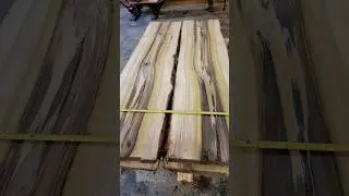 Sawing Rainbow Poplar Slabs on a wet Monday morning.