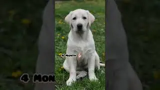 One Month to One Year Labrador#feed #labrador #puppy #dog #pets #cute #transformation #lab