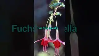 Best fuchsia varieties for hanging baskets