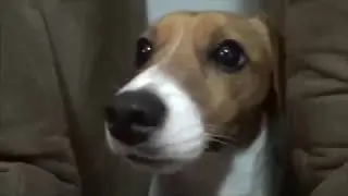 Ted fez bagunça e ficou de castigo! ‹ TED O CÃO ›