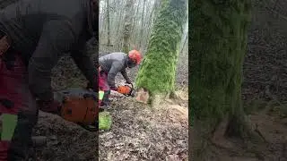 Another beautiful work in the forests of France. Fransa ormanlarında güzel bir çalışma daha..