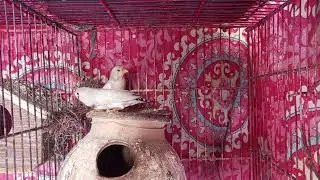 Mutation Finch breeder pair | Breeding season start | Finch pair