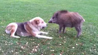 Dog and Javelina Playing Together
