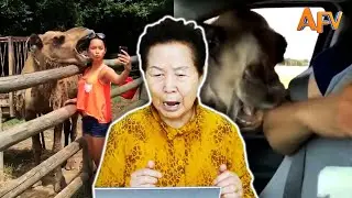 Korean Grandma Reacts to 'America's Funniest Home Videos' (Animal Fails)