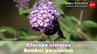 INSECTWATCHING - 1&deg;