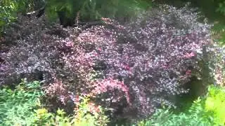 Shrubs and Evergreens for Planting.Solebury Landscaping: orserlandscaping.com