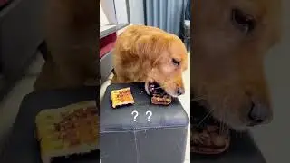 Paws and Claws: Hilarious Pet Antics! 😹🐾#funnypets #catvsdog