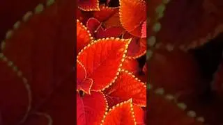 Coleos Variedades y nombres#variedades#coleos #plantas