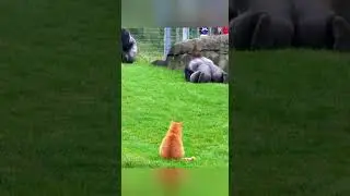 Silverback gorillas panic in front of a cat, wild moment caught on camera #wildlife #gorillas #cats