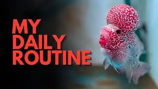 My Flowerhorn&rsquo;s Daily Routine | Feeding, Water & Care #flowehorn
