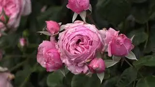 роза кис ми кат, плетистый сорт, питомник роз полины козловой rozarium.biz , rose KIS mi kat