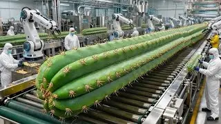 Inside a Cactus Plant Stem Processing: Desert Plants Powering High-Tech Industry (Complete Process)