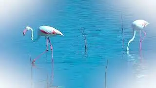 FLAMENCOS EN LA LAGUNA DE LOS TOLLOS DE EL CUERVO DE SEVILLA
