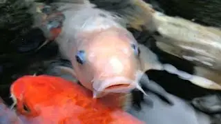 Koi Swimming in Slow Motion