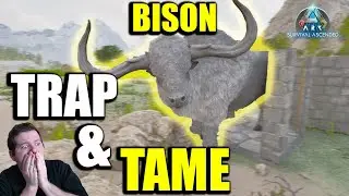 How To Trap Locate And Tame The New Bison in Ark Ragnarok + Spawn Locations Ark Ascended