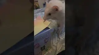 Игрушки-сюрпризы Mochi's Blind Box Babies