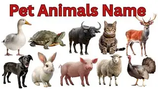 🐾 20 Popular Pet Animals | Names & Pictures for Kids 🐕🐈 | Learn Animals in Hindi & English