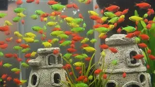 I get colorful fish, goldfish, platy fish, glass fish, best play ground, happy with the best view!