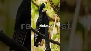The Bird With a Built-In Microphone #Umbrellabird #RareBirds #NatureIsWild #AnimalFacts #StayWild