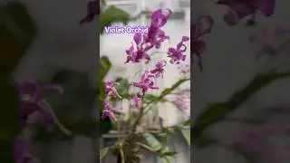 Violet Orchid​⁠| @agnajude7967 #shortfeeds #shorts #lokahsong