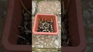 A pot of English Bluebells