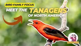 Bird Family Focus: Meet the Tanagers of North America