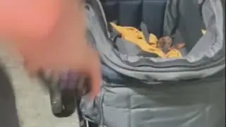 Across America: Dangerous snake found in baby stroller | FOX 5 News