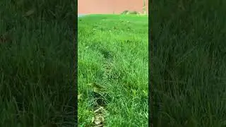 How to Mow Lawn Correctly