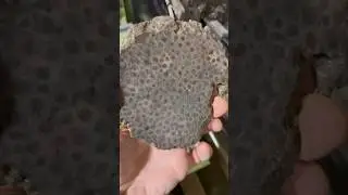 Petoskey Stone vs Slab Saw