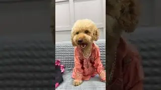 Ghai nai nilghai 🐄😂🤣 #funny #animal #angel #golden #comedy #dogs #pets #goldenthetoypoodle #dog