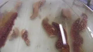 Time lapse of sea stars dying from sea star wasting syndrome