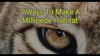 3 Ways To Make A Millipede Habitat | Life Hacks