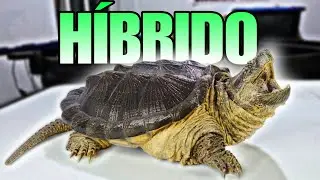 LA TORTUGA HÍBRIDA es IMPRESIONANTE - ES GIGANTE EN 2 AÑOS