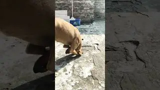 wait for end 🤣🔚 #viral #shorts