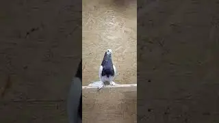 Карапат капкан голуб старые кровъ