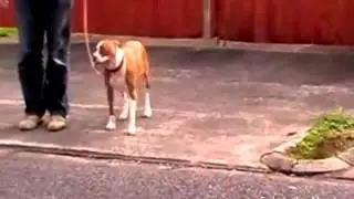 southend dog training