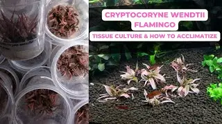 Криптокорина (Cryptocoryne Sp. Flamingo) &mdash; растение для тканевой культуры и как его акклиматизировать