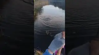 FIGHTING a Big Pike 💪  #bigfish #fishing #pike #flyfishing #short