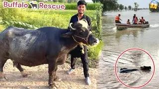 SELABI PANI MAIN BUFFALO🐃 Aii OR PAKER Li😍