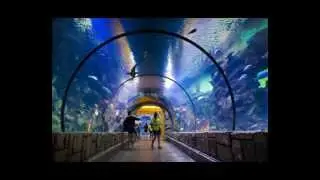 Las Vegas Shows & Attractions. Make your reservations now!