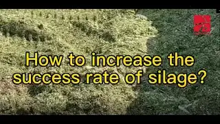 How to increase the success rate of silage ？
