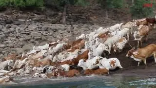 Sturdy cattle that sustain fragile communities : The Poda Thurupu cattle of Telangana