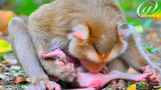 Big love..! SARIKA monkey can do anything more for her baby.