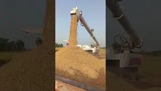 #agriculturetoday #ricevarieties #tractor #potatocultivation #farmer #potatofarming #ricegrowing