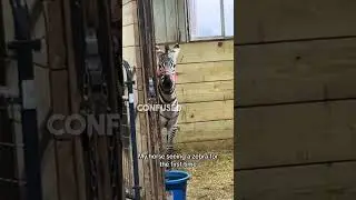 This horse's reaction when he sees a zebra for the first time 😂