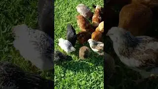 RAISING CHICKENS, #chicken #viral #viralshort #viralshorts #video #subscriber #chicks #subscribe