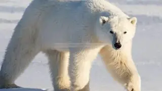 5 most dangerous arctic animals