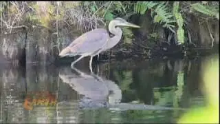 Florida Everglades Dying of Thirst